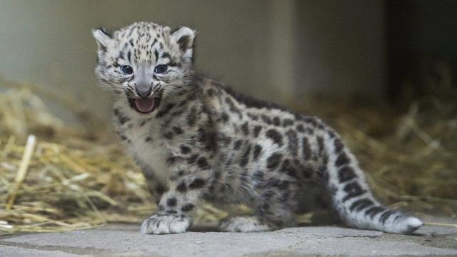 La nouvelle attraction du zoo est un léopard des neiges. [Jean-Christophe Bott]