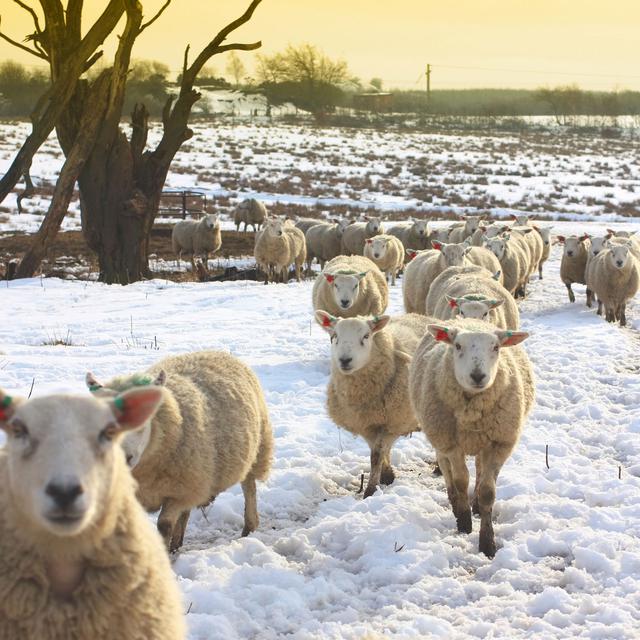 Bergers et moutons en transhumance pour la Noël. [JulietPhotography]