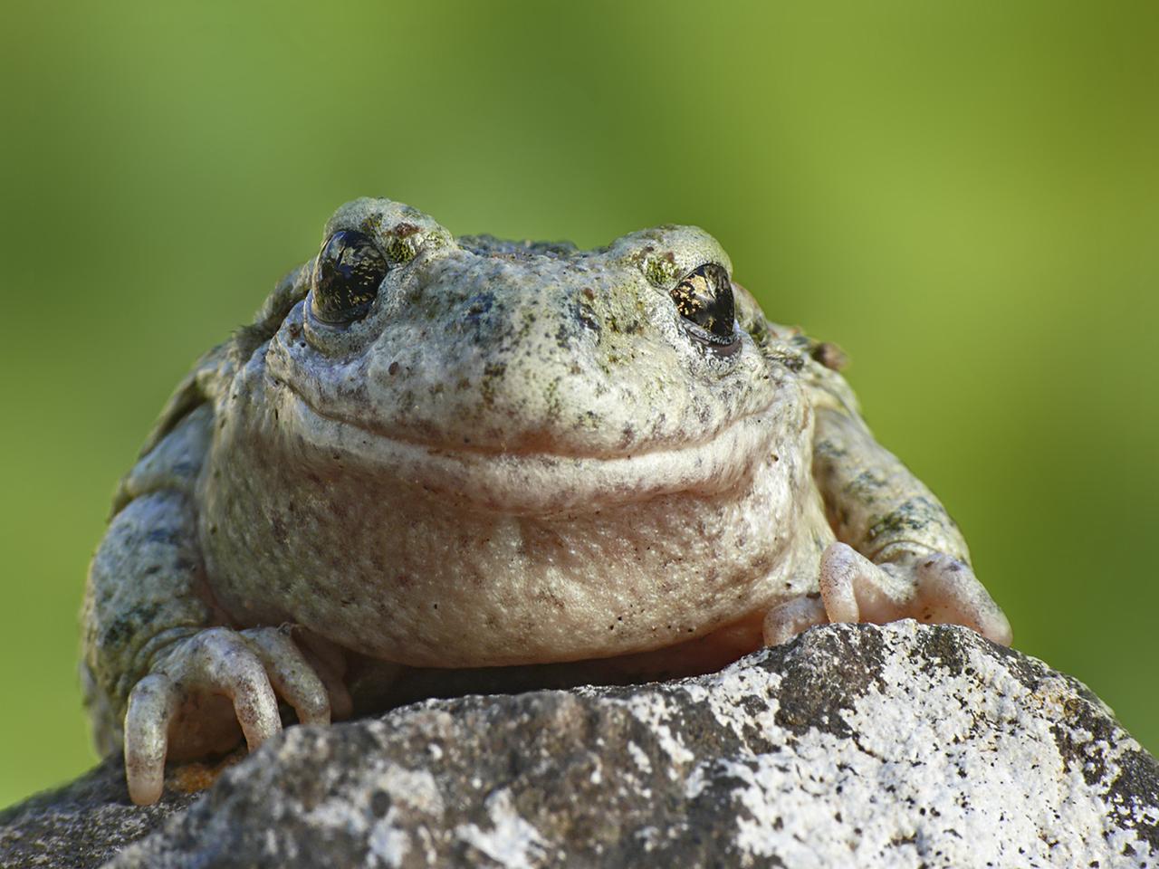 Cette espèce d'amphibien est très discrète dans la nature. [Pro Natura - Axel Birgin]