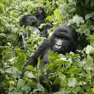Les gorilles des montagnes du Parc national des Virunga pourraient être menacés par l'exploitation de pétrole. [AP/Keystone - Jérôme Delay]
