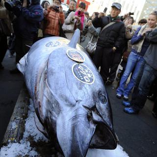 Un thon rouge de 222 kilos a été péché au Japon. [EPA/Keystone - Franck Robichon]