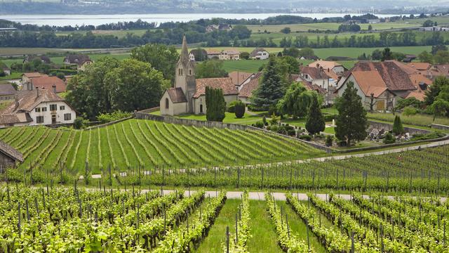 La situation pourrait se tendre en Europe, car la zone est à la fois productrice et grande consommatrice de vin. [RTS - L'Illustré]