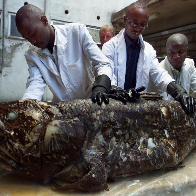 Coelacanthe pêché par des pêcheurs kényans en novembre 2001, il mesure 1, 75 m et pèse 77 kgs. [AFP - Simon Maina]