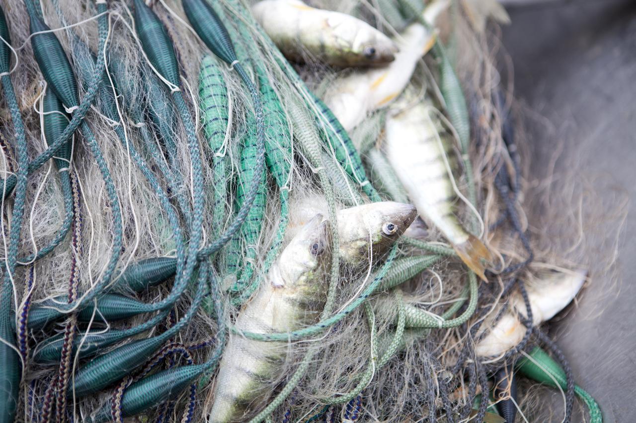 Les poissons du lac contaminés.