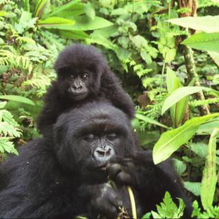 Une femelle gorille et son petit au Volcanoes National Park au Rwanda. [Wikimédia - Banyan Tree]