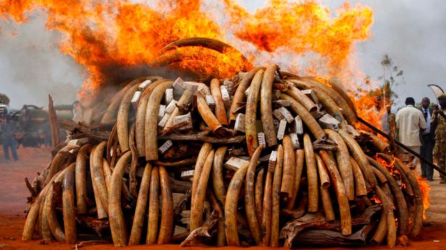 Le 20 juillet 2011, le président du Kenya fait brûler des défenses d'éléphants dans le parc national de Tsavo pour montrer l'engagement du pays dans la lutte contre le braconnage.