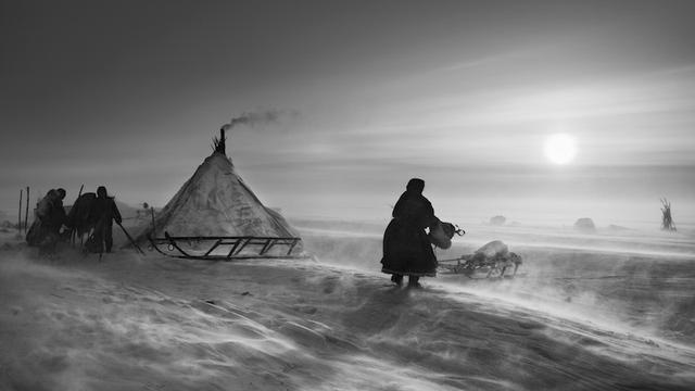 Les Nenetes, péninsule de Yamal, Sibérie, Russie 2011   Sebastiao Salgado  Amazonas images [Amazonas images - Sebastiao Salgado]