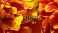 Société romande d'apiculture [© Thierry Hoarau - Fotolia.com]