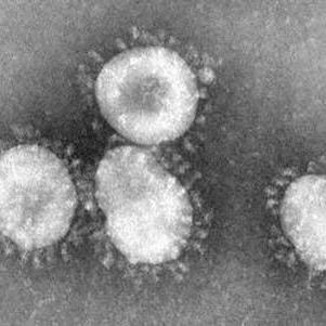 Pour le moment, 50 personnes ont été touchées par le coronavirus. [Wikipédia]