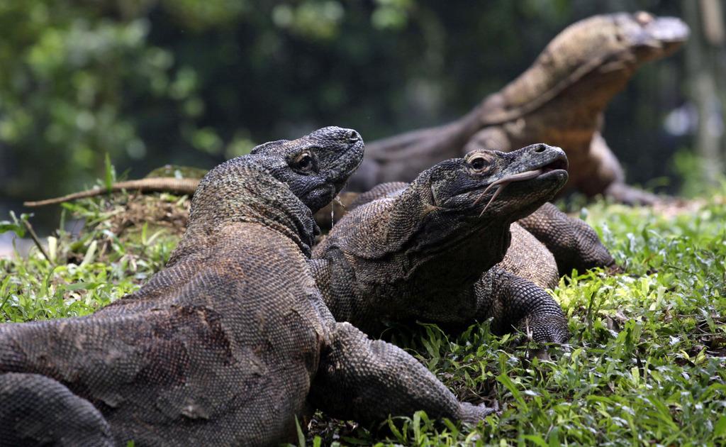 Dragons de Komodo2 [AP - Achmad Ibrahim]