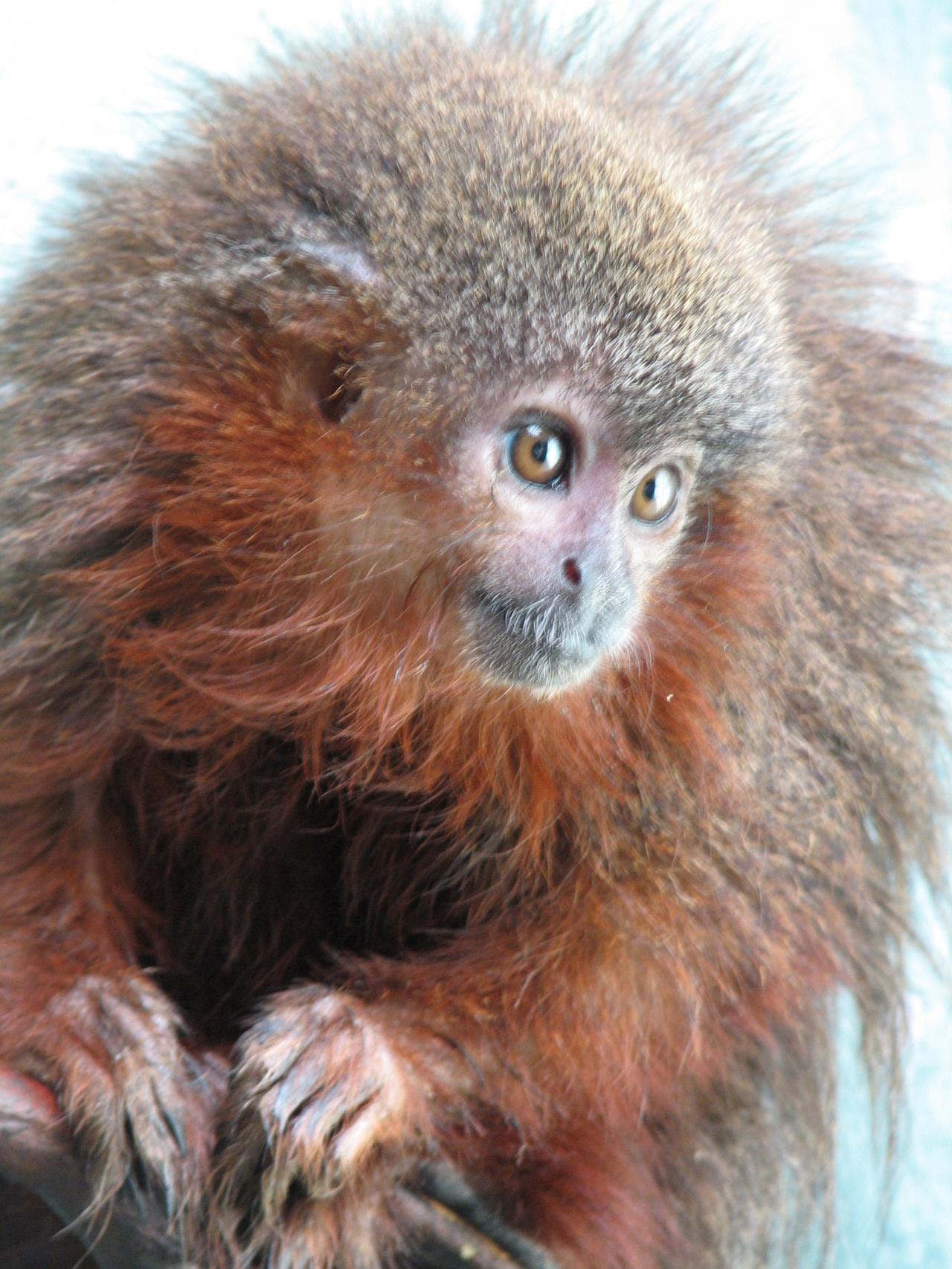 Le singe Caquetá titi (Callicebus caquetensis) a la spécificité de ronronner comme un chat. [WWF UK - Thomas Defler]