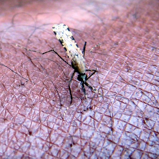 Le paludisme se propage par la piqûre de certaines espèces de moustiques anophèles. [EPA/Keystone - Stephen Morrison]