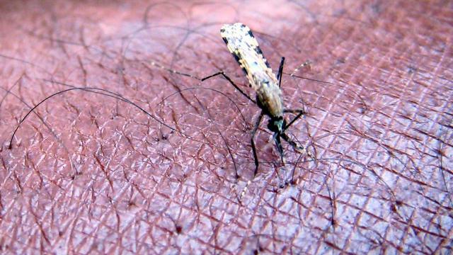 Le paludisme se propage par la piqûre de certaines espèces de moustiques anophèles. [EPA/Keystone - Stephen Morrison]