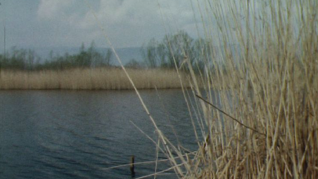 Le lac de Morat en 1982. [RTS]