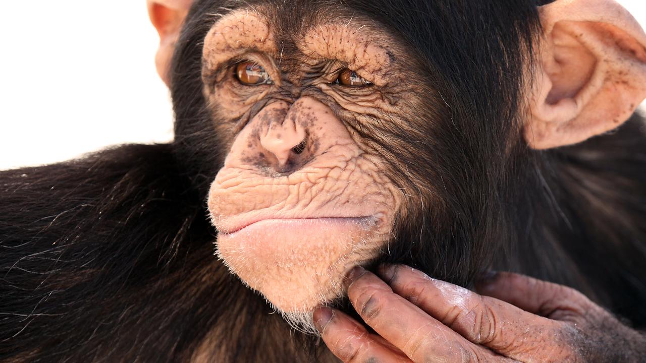 Chimpanzé [Fotolia - Megan Lorenz]