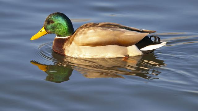 Pourquoi les canards ont-ils diminué chez nous et augmenté en Suède ? [Bertold Werkmann]