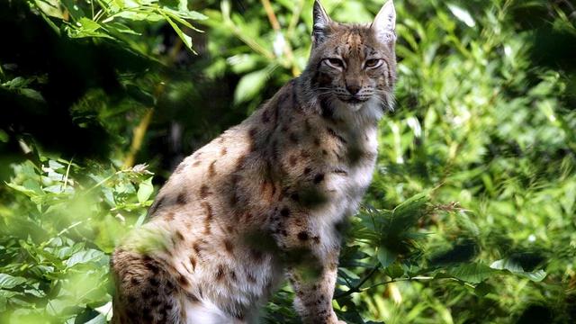 Le lynx recolonise l'Europe. [Urs Flueeler]