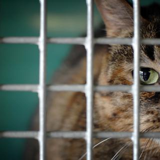 Sur les quelque 23'000 animaux abandonnés en Suisse en 2012, 12'500 chats ont été recensés.