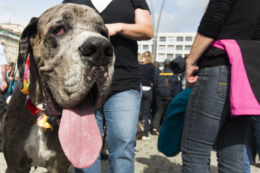 Les amis des chiens se sont rassemblés à Lausanne sous le slogan "Un chien, un ami". [Jean-Christophe Bott]