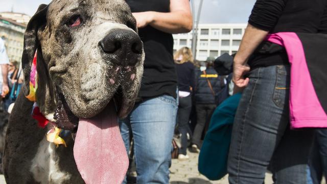 Les amis des chiens se sont rassemblés à Lausanne sous le slogan "Un chien, un ami". [Jean-Christophe Bott]