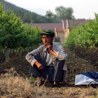 Ouvrier viticole chinois, dans le district de Fangshan au sud de Pékin. [AP Photo/Elizabeth Dalziel]
