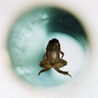 Cette grenouille en lévitation grâce à un dispositif magnétique a fait l'objet du prix Ig Nobel de physique 2000. [High Field Magnet Laboratory/Radboud University Nijmegen - Lijnis Nelemans]