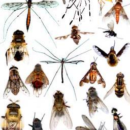 Diptera / mouches, taons, moustiques, tipules et drosophiles sont de l'ordre des diptères.