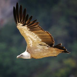Un vautour fauve en plein vol. [PATRICK VALASSERIS]
