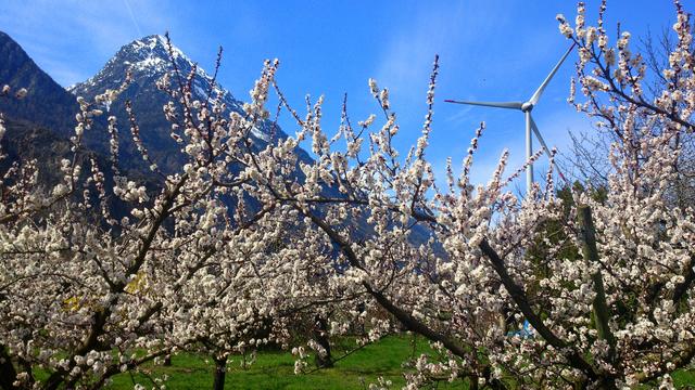 Le printemps s'installe en Valais. [Nicolas Jacquemoud]