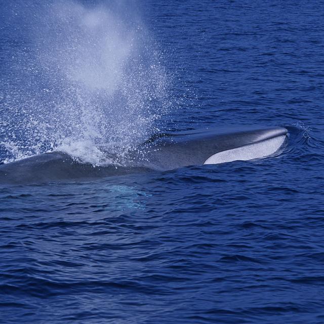 Une baleine au large de la ville de Bandol, dans le sud de la France. [Biosphoto - Gérard Soury]