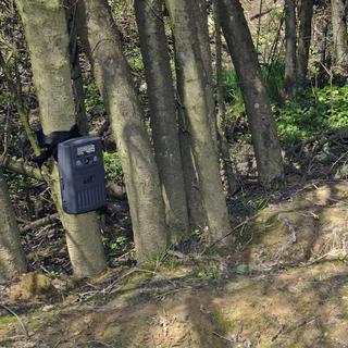 Les pièges photographiques en forêt posent des problèmes de protection de la sphère privée des promeneurs. [Biosphoto/Dominique Delfino]
