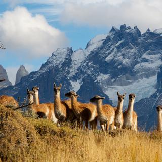 Patagonie, dernier paradis sauvage: Terres de steppes [BBC/Tuppence Stone]