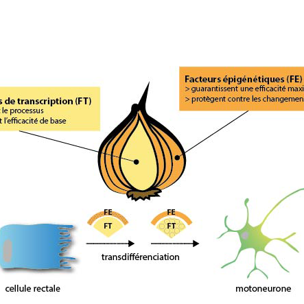 Description de la transdifférenciation, comparaison avec un oignon. [igbmc.fr]