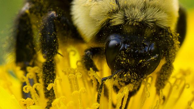 En rendant la plante toxique, les néonicotinoïdes sont-ils la cause de l’effondrement des populations d’insectes? [Matt Rourke]