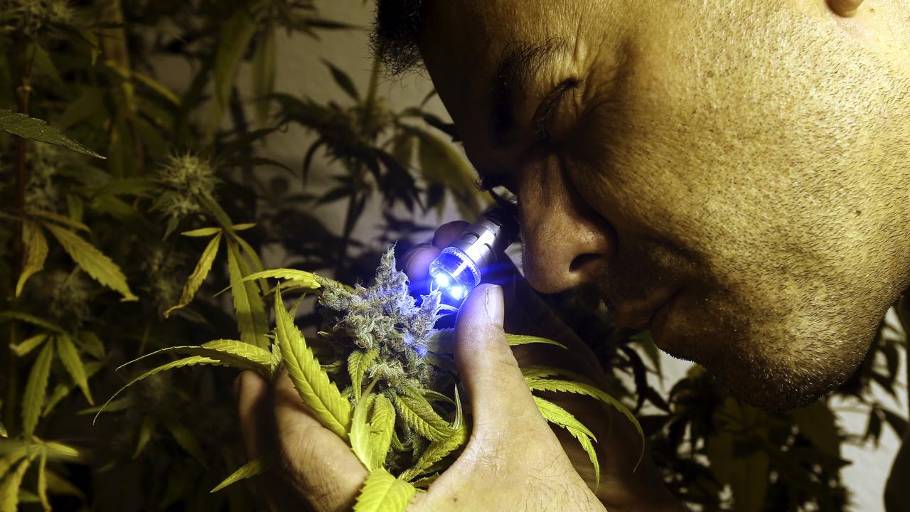 L'Uruguay a autorisé en mai la production et la vente -contrôlées- de cannabis