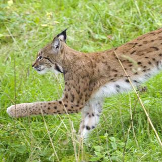 Le lynx a été réintroduit en Suisse dans les années 1970 [Laurent Gillieron]