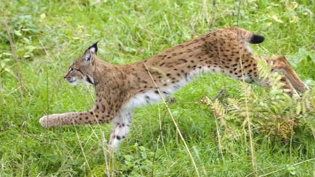 Le lynx a été réintroduit en Suisse dans les années 1970 [Laurent Gillieron]