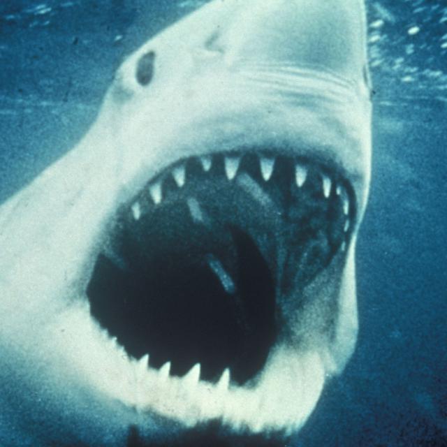 Une scène du film "Les dents de la mer" (Jaws) de Steven Spielberg, 1975. [Universal / The Kobal Collection / AFP]