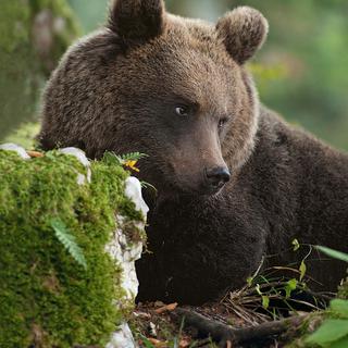 Durant une vingtaine d'années, Jacques Ioset a observé les ours dans une forêt des Balkans. [Jacques Ioset]