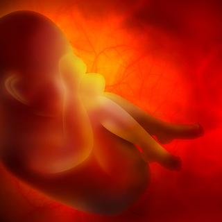 Représentation d'un foetus dans le ventre de sa mère. [Zffoto]