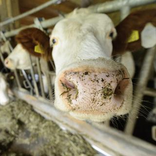 L'une des plus grosses fermes laitières de Suisse disparaît. [Laurent Gillieron]
