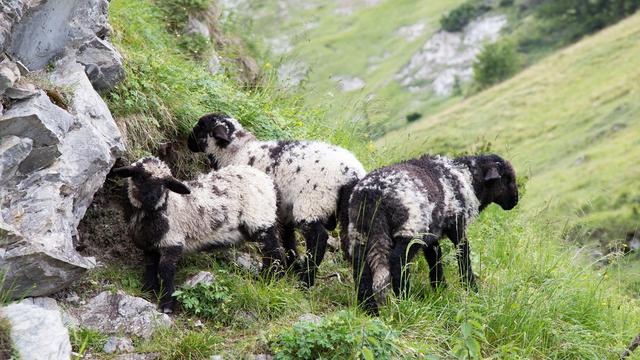 Les moutons "nez noir" ont un pelage bigarré durant leurs premiers mois de vie. [Sébastien Foggiato]