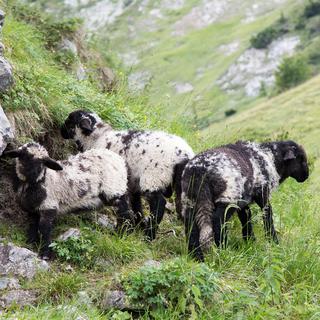 Les moutons "nez noir" ont un pelage bigarré durant leurs premiers mois de vie. [Sébastien Foggiato]