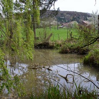 Un étang à revitaliser acheté par Pro Natura en Ajoie. [Gaël Klein]