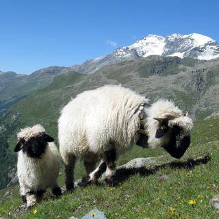 La qualité de l'exploitation des alpages ovins valaisans est jugée globalement bonne. [Arno Balzarini]
