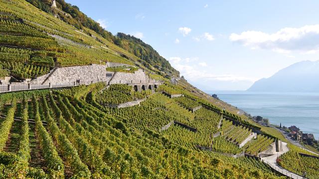 Le Lavaux et ses vignobles en terrasse. [HappyAlex]