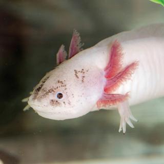 Axolotl, petit animal aquatique mexicain qui a la capacité de régénérer des parties de son corps (pattes) et de ses organes (coeur). [iStock/ Musée de la main]