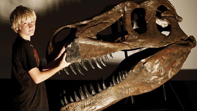 Le crâne original d'un Torvosaurus découvert en 2003 et placé au musée Lourinha, près de Lisbonne. [Nacho Doce]