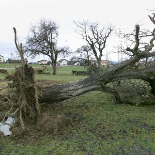 Les restes d'un arbre déracine par la tempête, photographie ce lundi 27 décembre 1999 a Bossonens FR. [(KEYSTONE/Fabrice Coffrini)]