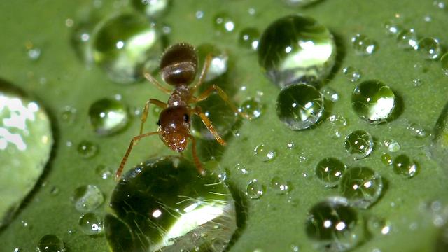 Les fourmis résistent remarquablement bien à l'immersion, selon l'étude. [AP Photo/Great Falls Tribune - Robin Loznak]